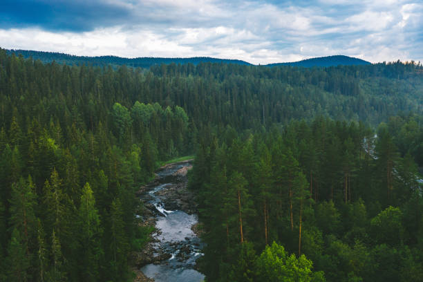 istock Aerial View Of Forest Against Sky 1277100968