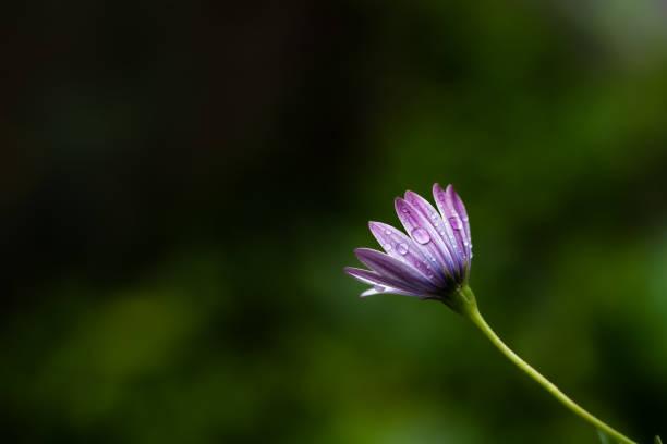 istock Drops of water on a purple chamomile after rain. 1277101027