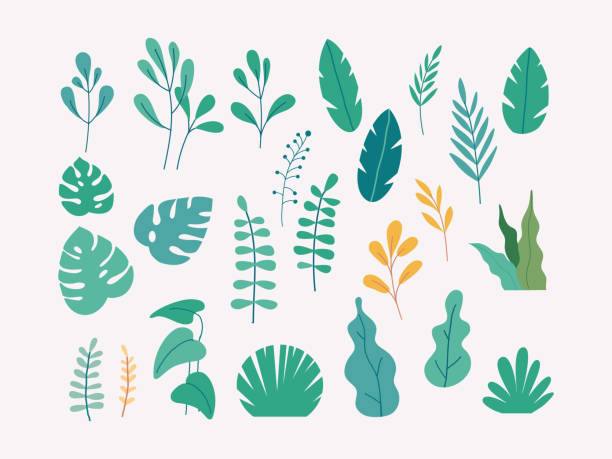 illustrazioni stock, clip art, cartoni animati e icone di tendenza di insieme vettoriale di illustrazioni piatte di piante, alberi, foglie - flora illustrazioni