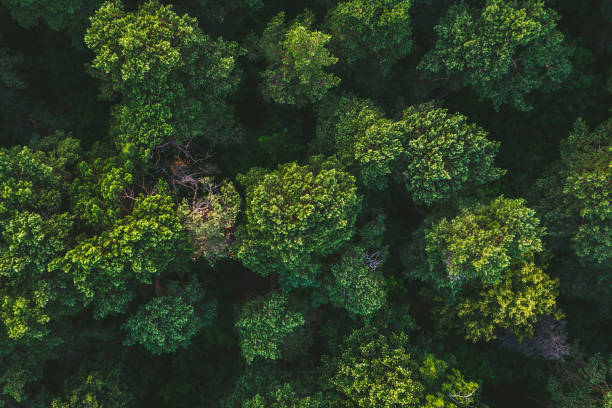istock High Angle View Of Moss Growing On Land 1277101183