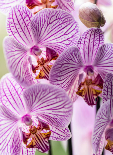 istock Purple striped orchid 1277101360