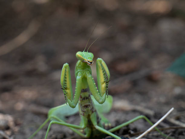 istock Mantis in an attacking pose in the habitat 1277102885