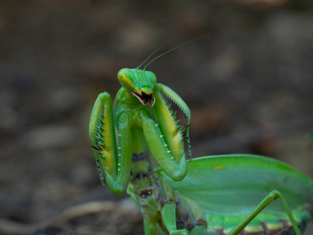 istock Mantis in an attacking pose in the habitat 1277102931