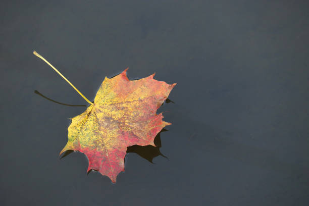 istock Maple leaf in a rain puddle is reflected in the water 1277103120