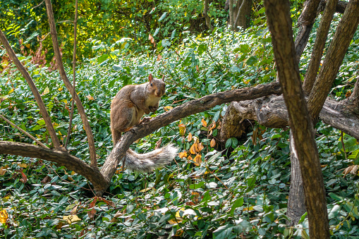 Squirrel in a tree in Central Park. New York, USA