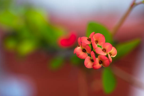 A species of flowering plant in the spurge family Euphorbiaceae, Euphorbia milii, often known as the Christ plant, Christ thorn, or crown of thorns, is indigenous to Madagascar. Baron Milius, a former governor of Réunion, introduced the plant to France in 1821, and his name is honored in the species name.