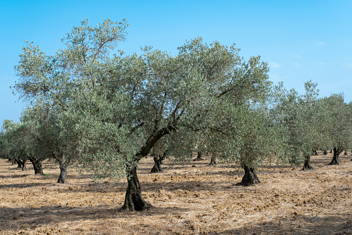 Olive trees growing in a newly plowed field. A sunny day. No people.