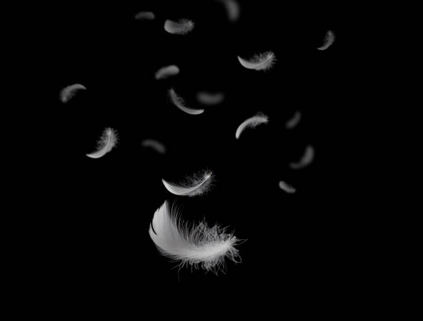 istock feather abstract freedom concept. Soft light fluffy a white feathers falling down in the dark. Black background. 1277105808