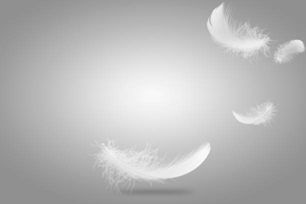 istock Feather abstract freedom concept. Soft light fluffy a white feathers falling down in the air. Gray background with copy space. 1277105872