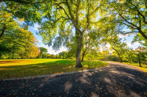 istock morning in central park. New York 1277106196