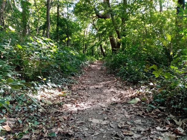 istock Woodland Forest Trail Background 1277106230