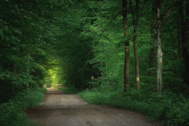 istock Dark forest with light at the end of the road 1277106274