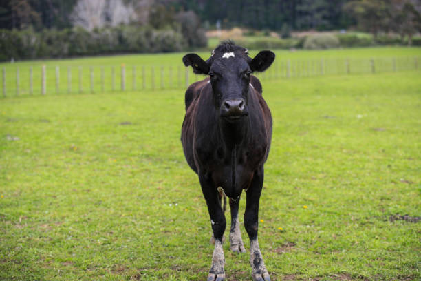 istock Cow in the pasture 1277107433