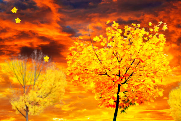 autumn landscape with bright colorful leaves. Indian summer. foliage.