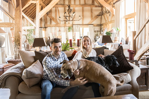Candid portrait of Caucasian couple in early 20s smiling at camera as they play with their Boxer and English Cocker Spaniel in rustic open plan home.