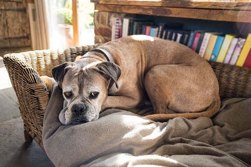 A cute purebred boxer puppy is laying down on her owner, a young adult man. They rest together on a grey couch indoors.