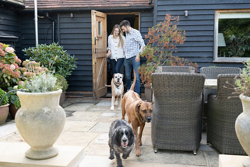 English Cocker Spaniel, Rhodesian Ridgeback, Boxer, and couple in early 20s exiting their home through rustic double door for outdoor exercise.