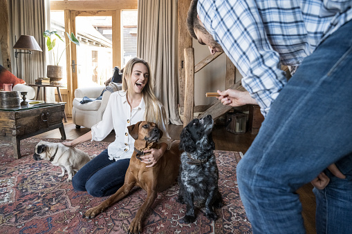 Woman kneeling on Persian rug with relaxed family dogs and laughing as male friend bends over and shows two of them a biscuit.