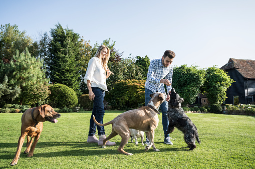 Couple in early 20s smiling as they play with Rhodesian Ridgeback, Boxer, and English Cocker Spaniel on green lawn of family home.