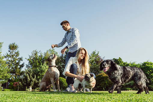 Low angle view of Caucasian couple wearing casual clothing and enjoying the company of their Boxer, Pug, and Rhodesian Ridgeback in front yard.