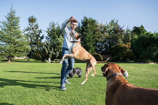 Agile Boxer jumping to get a treat held high by young Caucasian man as they play outdoors with Rhodesian Ridgeback, English Cocker Spaniel, and Pug.