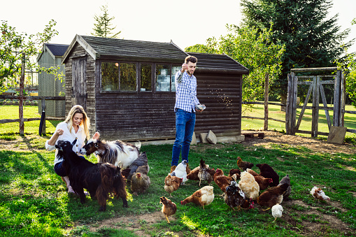 Caucasian couple in casual clothing providing additional feed for goats and free range chickens grazing in grassy enclosure.