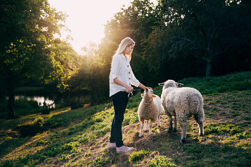 Side view with lens flare of longhaired blonde woman in early 20s wearing casual clothing and petting sheep in late afternoon sunshine.