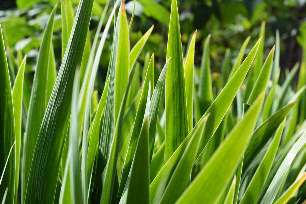 istock Iris green long sword-shaped leaves background. Iris plant before blooming in spring. 1277108556