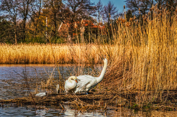 para niemych łabędzi nad jeziorem w żółtej, suchej długiej trawie. cygnus olor nad stawem przekazuje koncepcję rodzinnego pomysłu i wspólnej - swan white grass park zdjęcia i obrazy z banku zdjęć