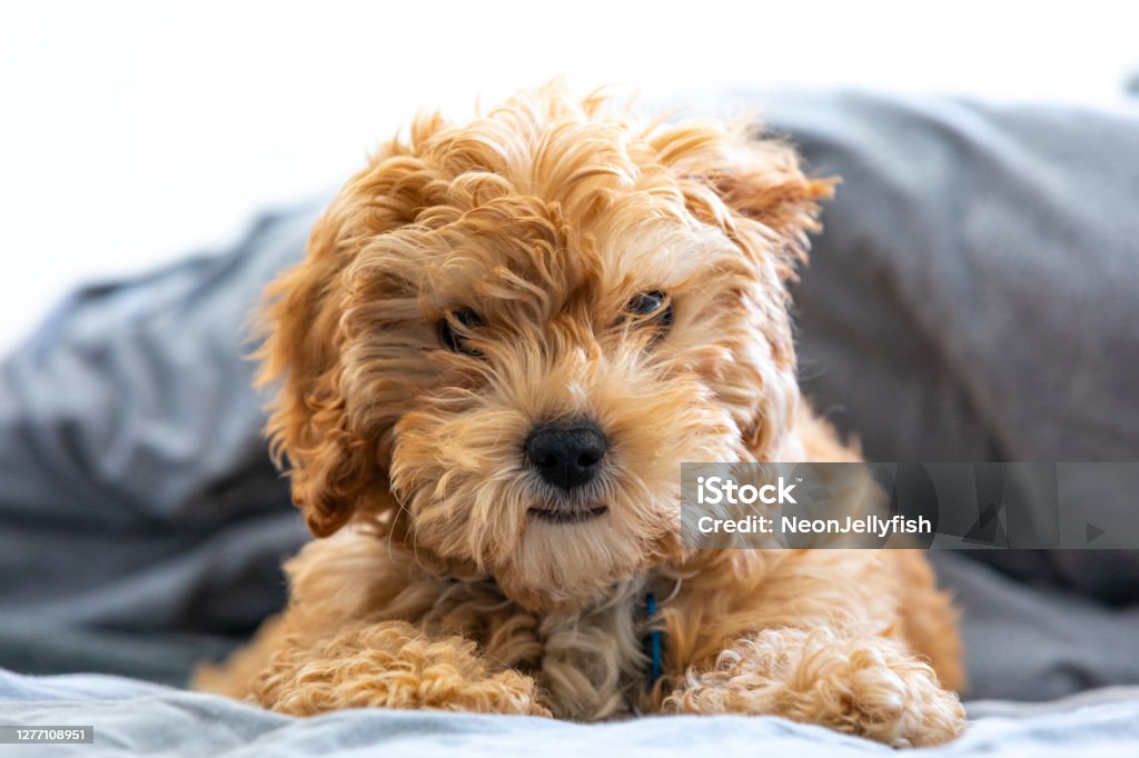 Puppy Bed A young, sleepy Cavapoo puppy posing and looking all cute on a human bed. Cavapoo Stock Photo