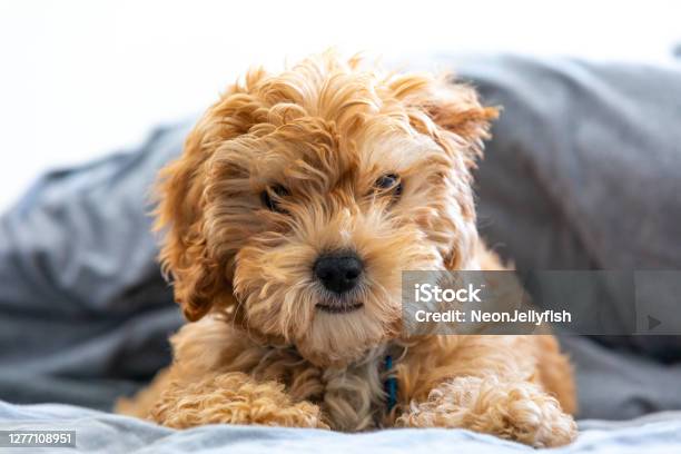 Puppy Bed Stock Photo - Download Image Now - Cavapoo, Cockapoo, Animal