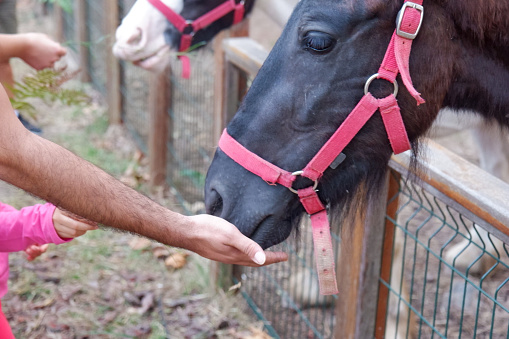 Male's hand feeding a brown pony with grass. Close-up. Animal love cencept.
