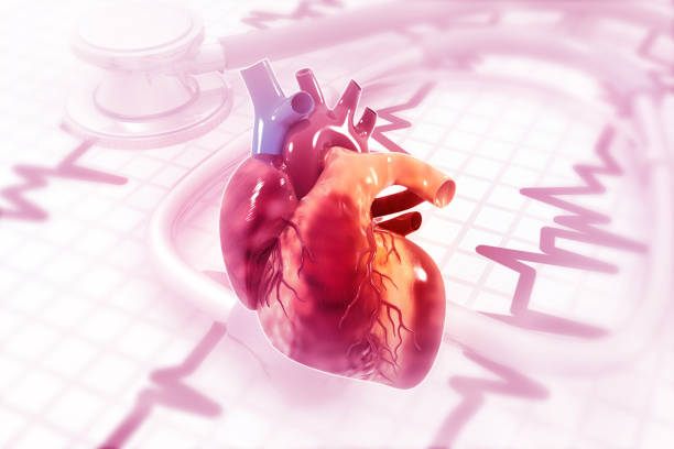 istock Human heart anatomy on ecg graph background 1277109203