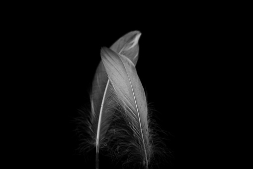 Black and white fine art photos of feathers on black background with grain.