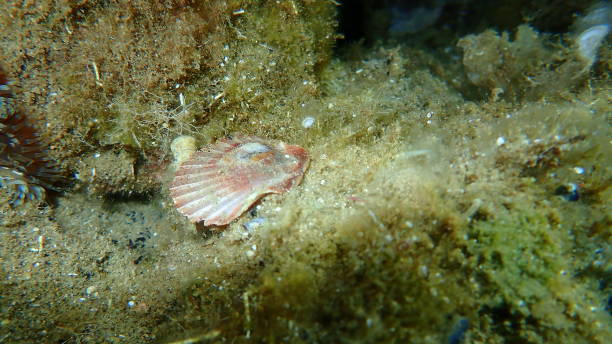 istock Seashell of Mediterranean scallop (Pecten jacobaeus) on sea bottom 1277110220