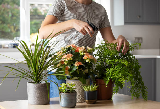 primer plano de mujer cuidando y regando plantas de la casa con spray - planta de interior fotografías e imágenes de stock