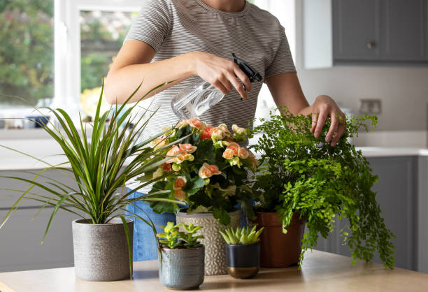 крупным планом женщина уход и полив растений дома с спреем - watering стоковые фото и изображения