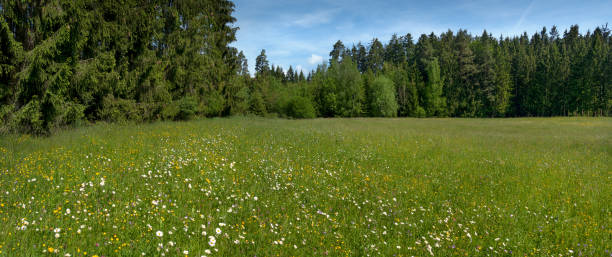 istock Idyllic flower meadow at the edge of the forest 1277110368