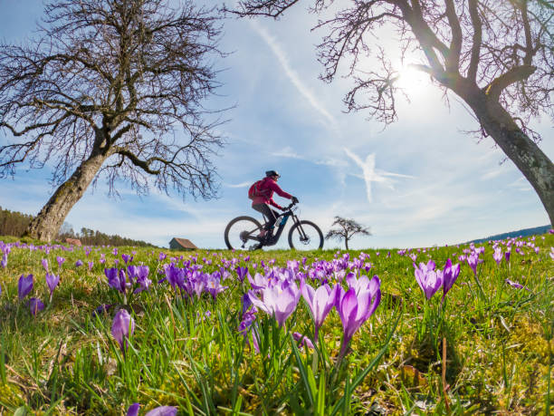 mountainbiken zwischen krokusblüten - crocus blooming flower head temperate flower stock-fotos und bilder