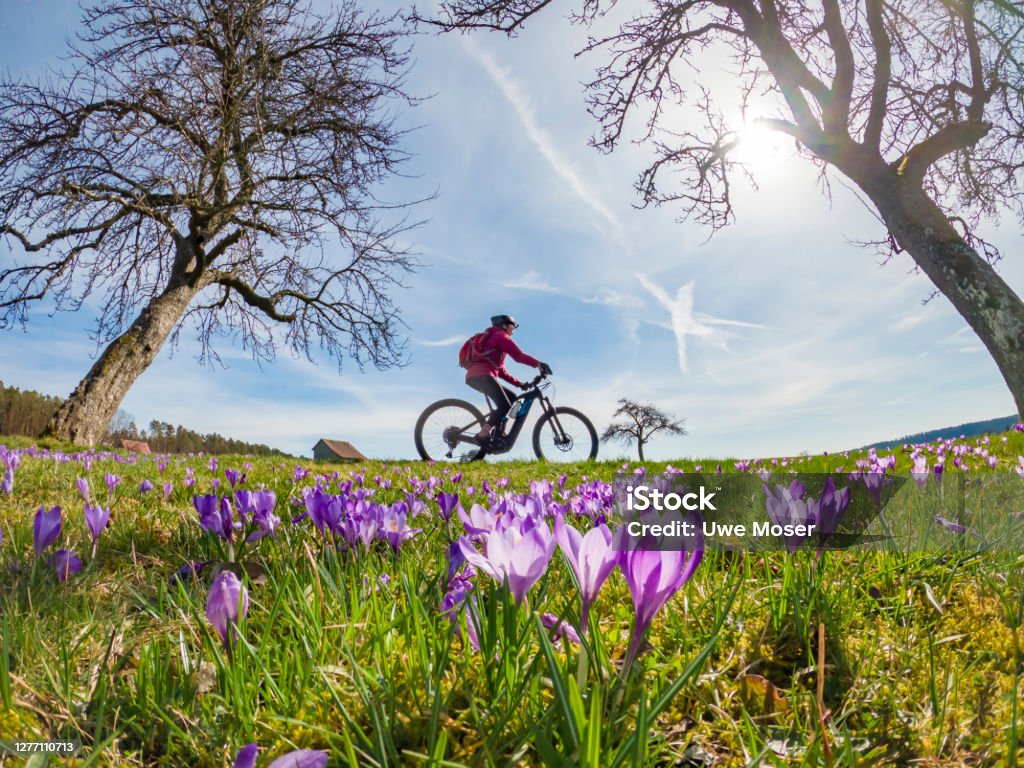 Mountain biking between crocus blossoms happy yound woman riding her electric mountain bike in a meadow with colorful blooming crocuses in early spring Springtime Stock Photo