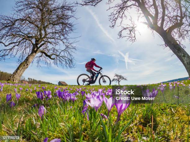 Mountain Biking Between Crocus Blossoms Stock Photo - Download Image Now - Springtime, Cycling, Bicycle