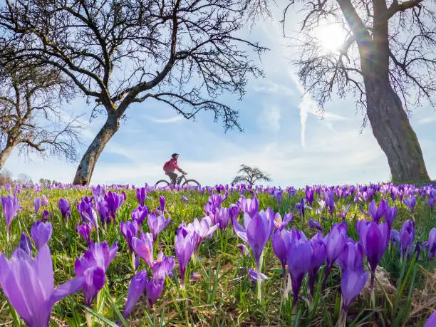 happy yound woman riding her electric mountain bike in a meadow with colorful blooming crocuses in early spring