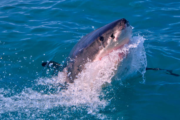 istock Great White Shark, Gansbaai, South Africa 1277111780