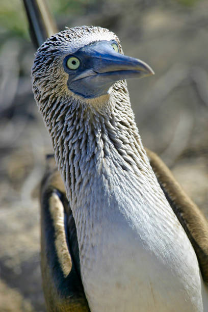 Blue-footed Booby, Sula nebouxii,  Galápagos National Park, Galápagos Islands, UNESCO World Heritage Site, Ecuador, America