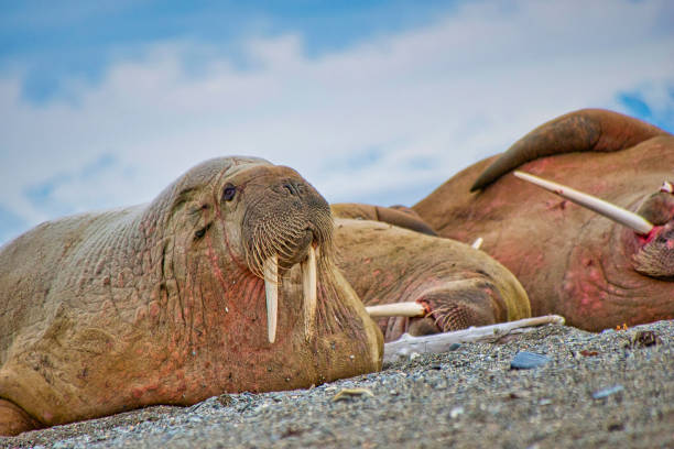 Resting Walrus, Odobenus rosmarus, Arctic, Svalbard, Norway, Europe