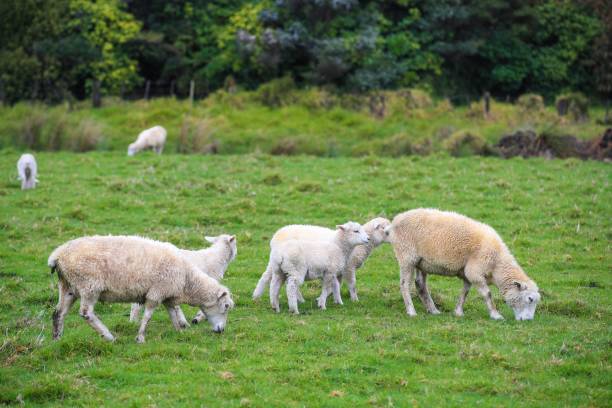 istock Sheep in the pasture 1277111952