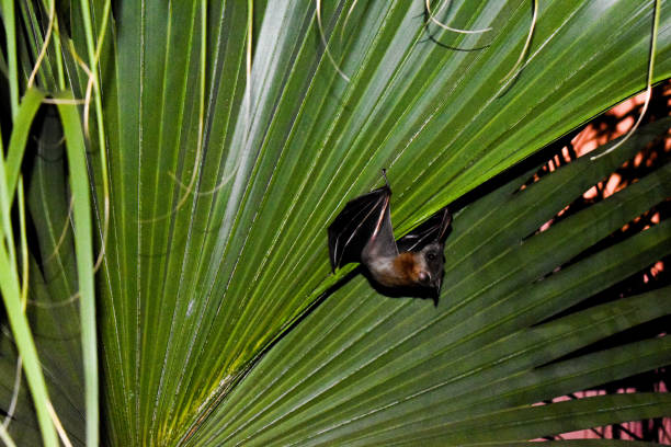 l'uccello pipistrello è appeso a foglie di albero di cocco con i suoi occhi bianchi luminosi nella notte - claw rainforest outdoors close up foto e immagini stock