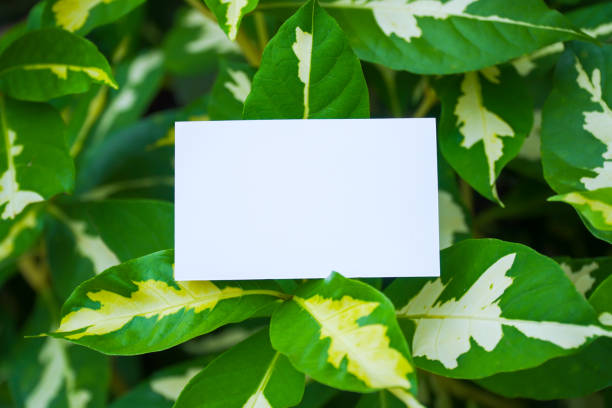 istock Name card mockup with flower background 1277113331