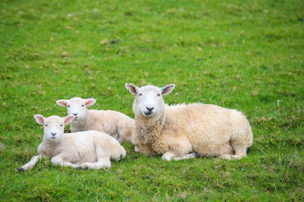 istock Sheep in the pasture 1277113697