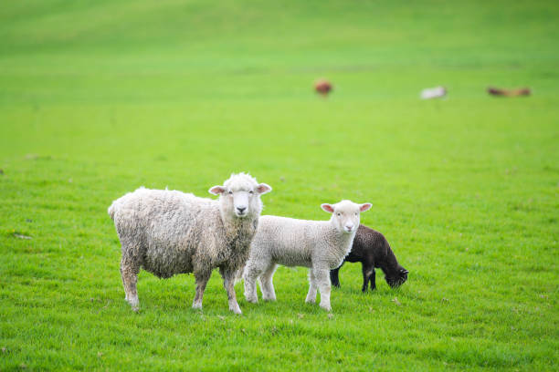 istock Sheep in the pasture 1277113733